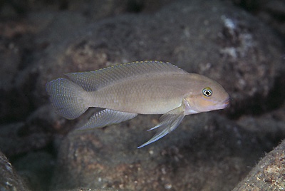 Telmatochromis cf. temporalis 'Mtoto'